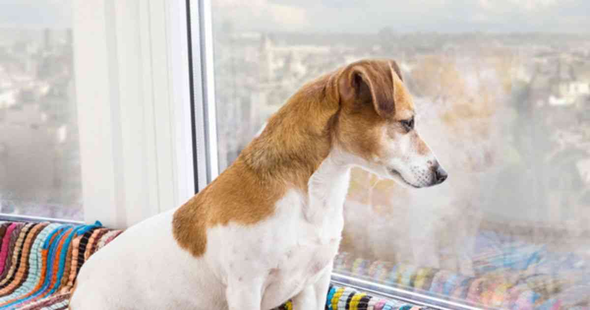 悉尼宠物所有者在对阵公寓宠物禁令的战斗中获得震惊