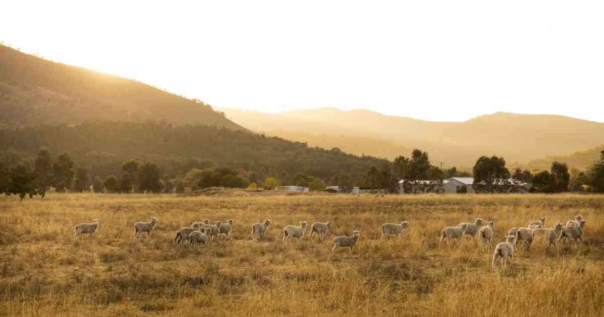 Mudgee：蓬勃发展的区域热点证明它不仅仅是一个风景如画的葡萄酒镇