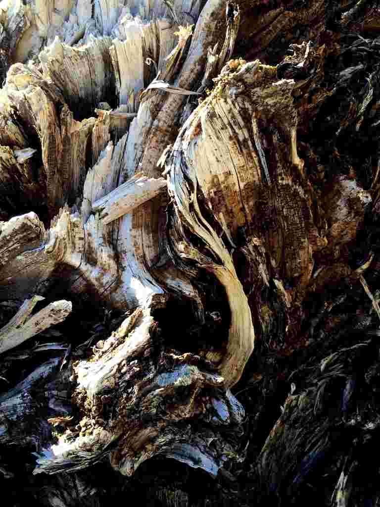 加利福尼亚州。夫妇罚款600万美元用于连根拔起，杀死古树