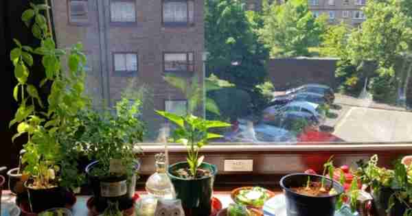 如何有一个可食用的花园，即使你住在公寓里