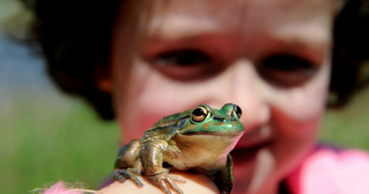开发人员在墨尔本西部的新住房庄园建造青蛙