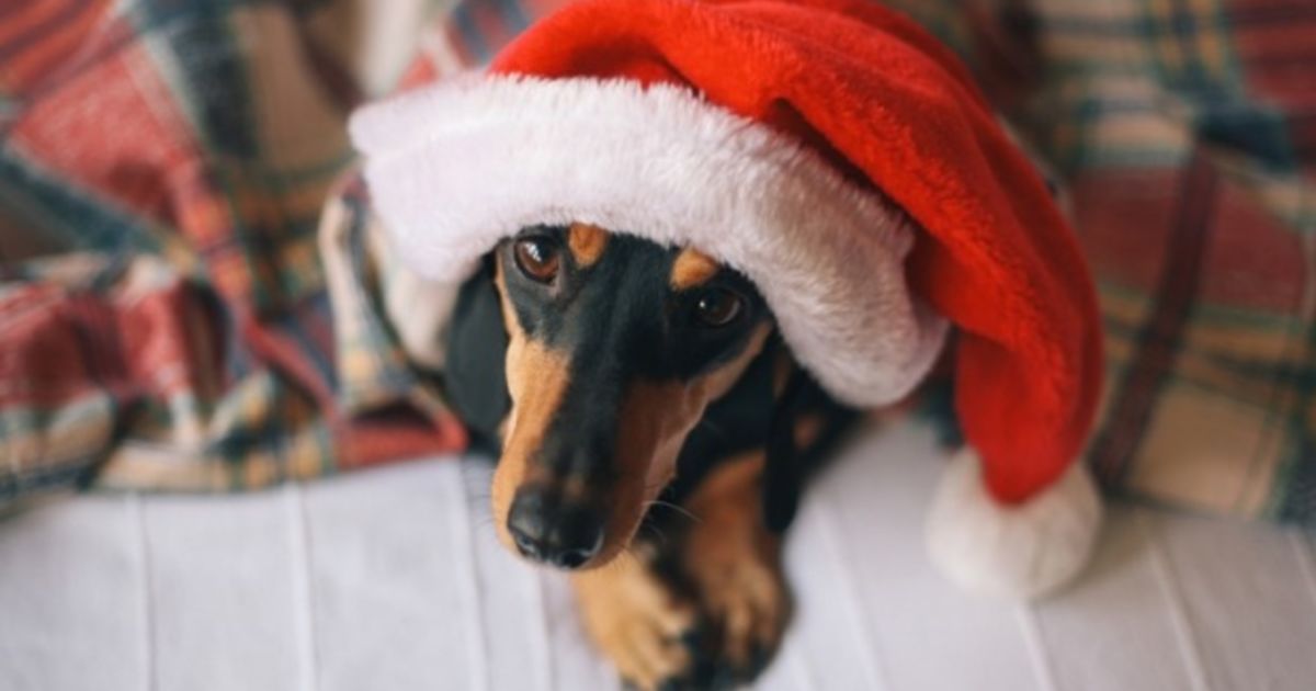 如何在圣诞节和新年前夜假期保持宠物安全