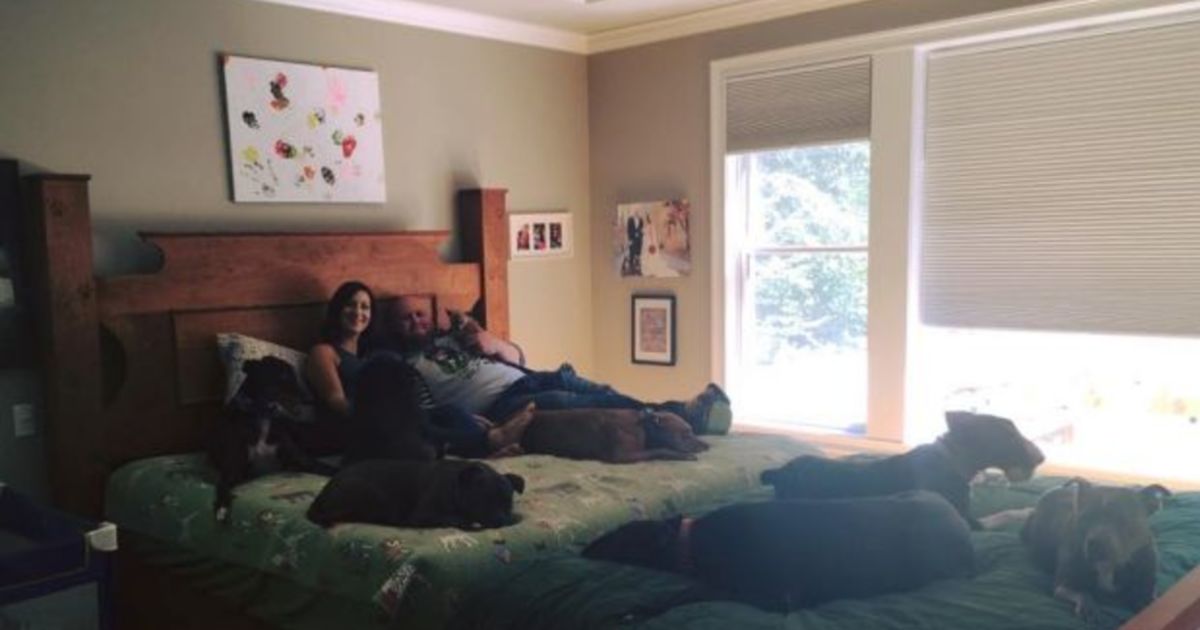 夫妇建造巨型床，所以他们可以与八只狗分享