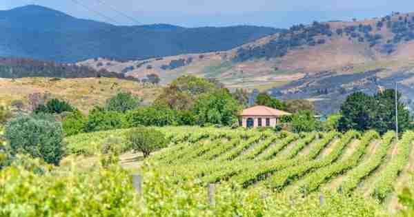 Brindabella Hills Winery提供终极树的变化
