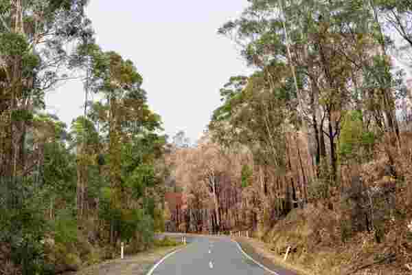 恢复道路：67澳大利亚城镇在丛林大火之后访问帮助